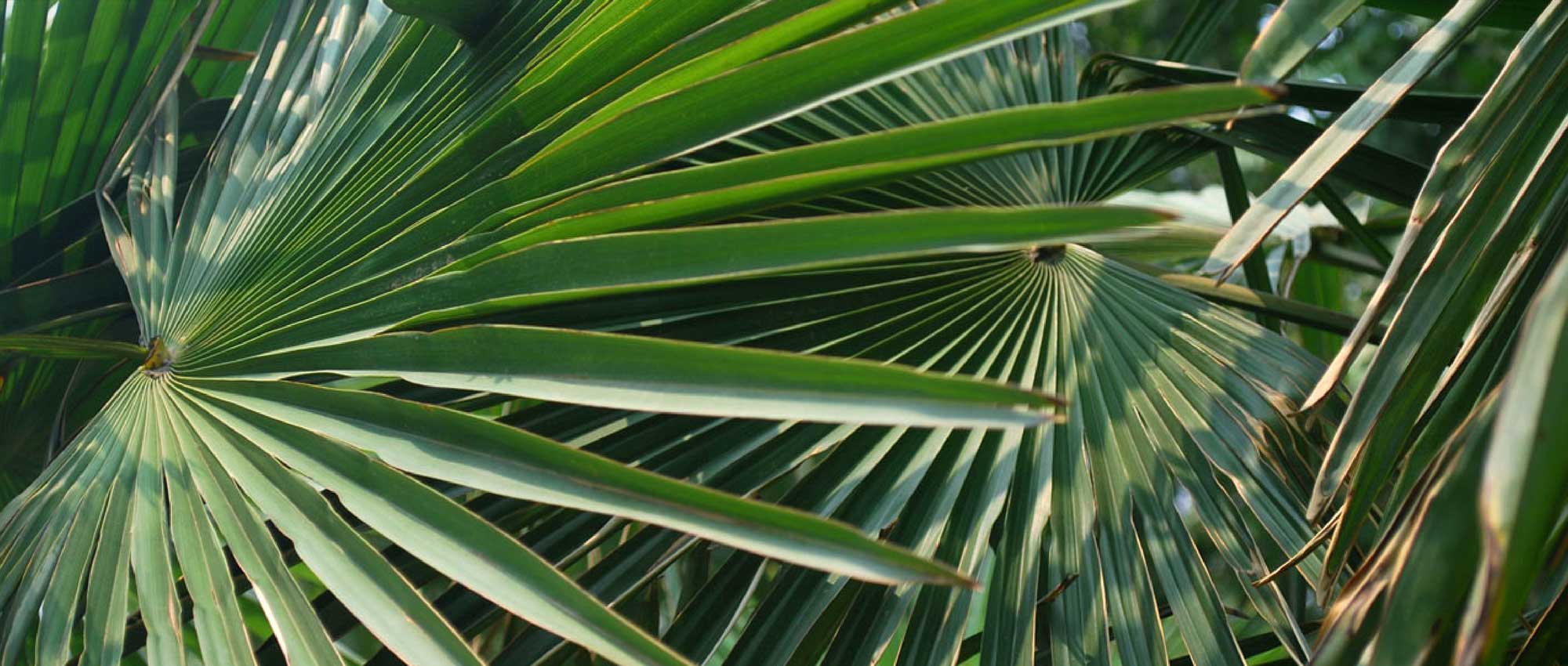 Les palmiers : planter, cultiver et entretenir