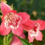 Penstemon : plantation, taille et entretien