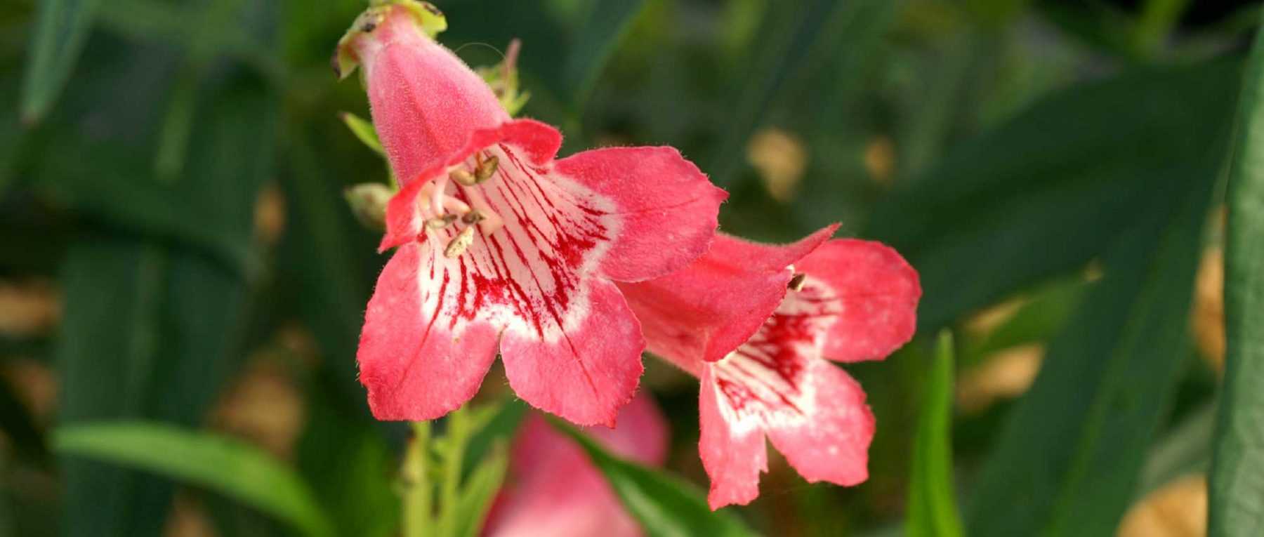 Penstemon : plantation, taille et entretien