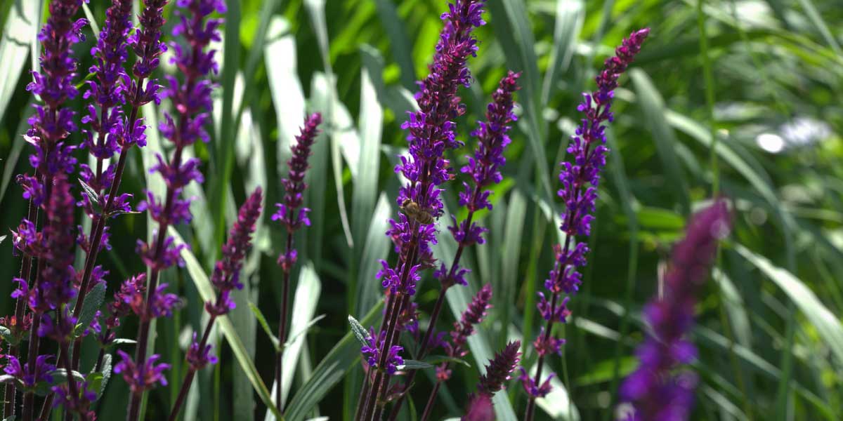 Sauge vivace - SALVIA 'Grahamii red' - Fleurir son jardin