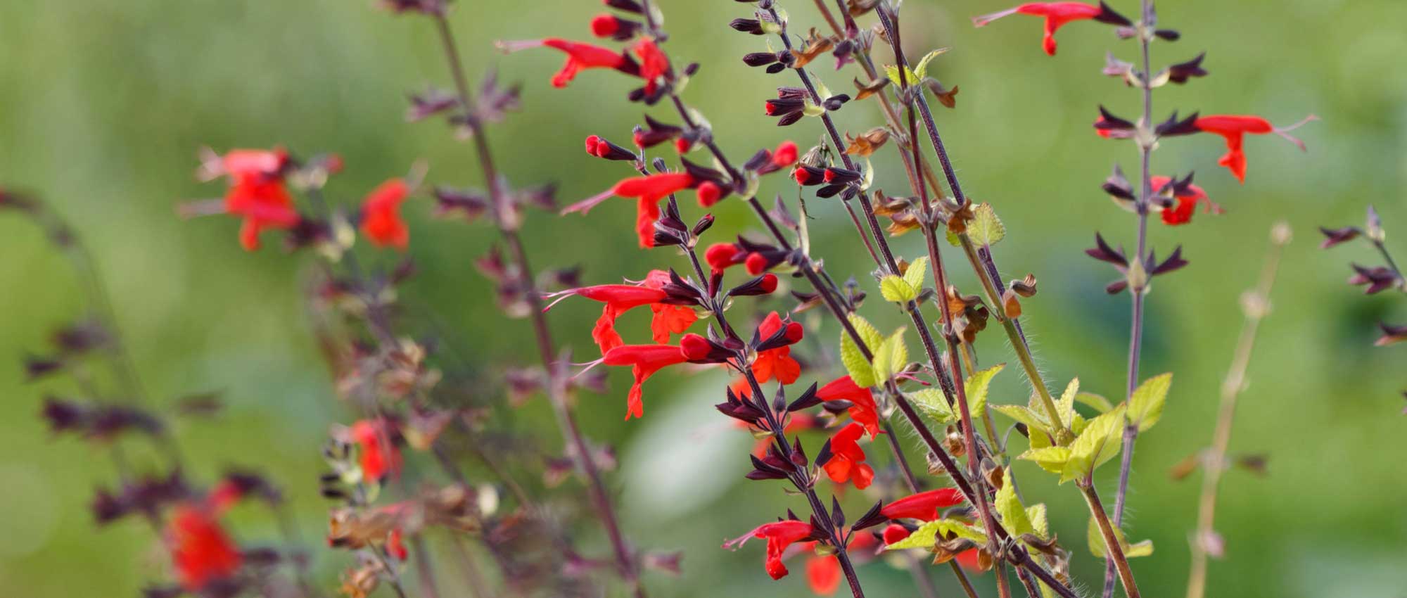 La sauge officinale de la bouture à la tisane