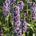 Agastache : planter, cultiver et entretenir