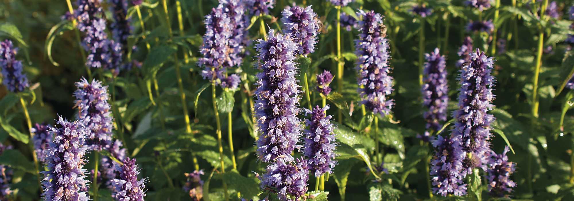 Agastache : planter, cultiver et entretenir