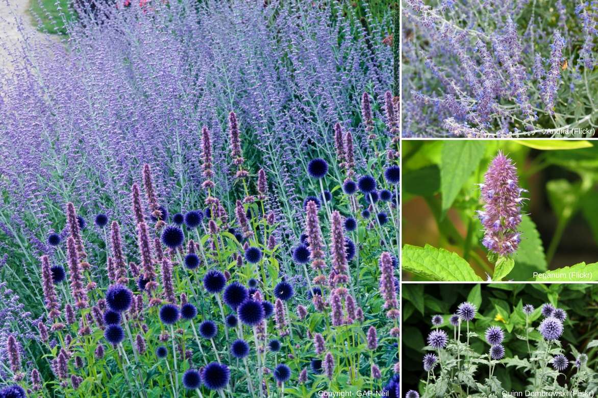 agastache, association avec echinops et perovskia.