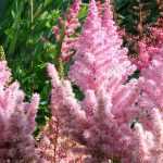 Astilbe : plantation, culture, entretien