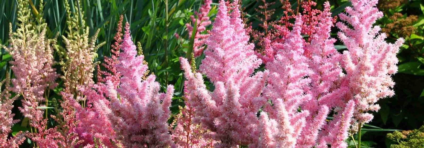 Astilbe : plantation, culture, entretien