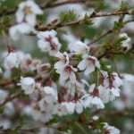 Avril au jardin : l'hymne à la joie !