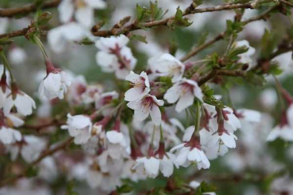 Avril au jardin : l'hymne à la joie !