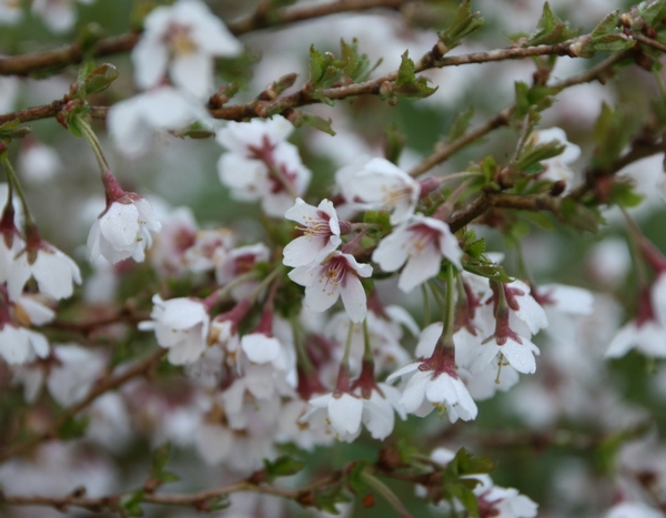 Avril au jardin : l'hymne à la joie !