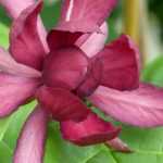 Calycanthus ou Arbre aux anémones : planter, tailler et entretenir