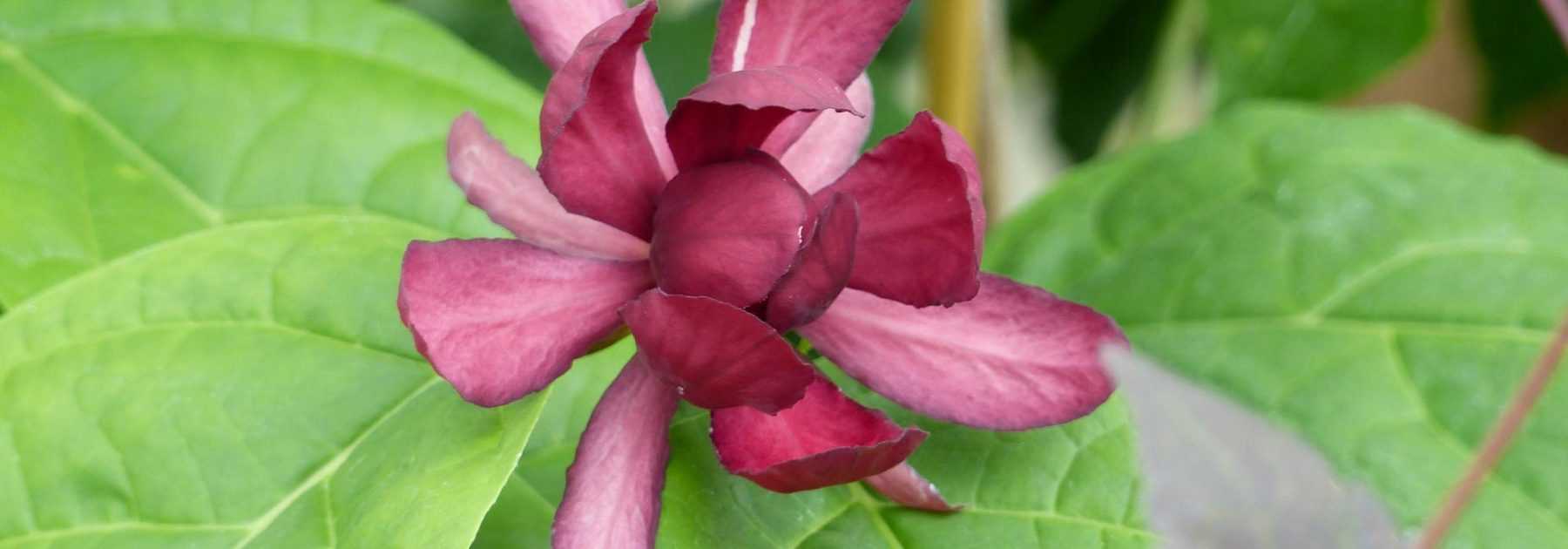 Calycanthus ou Arbre aux anémones : planter, tailler et entretenir