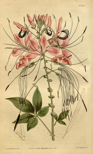 Illustration botanique d'une fleur de cleome