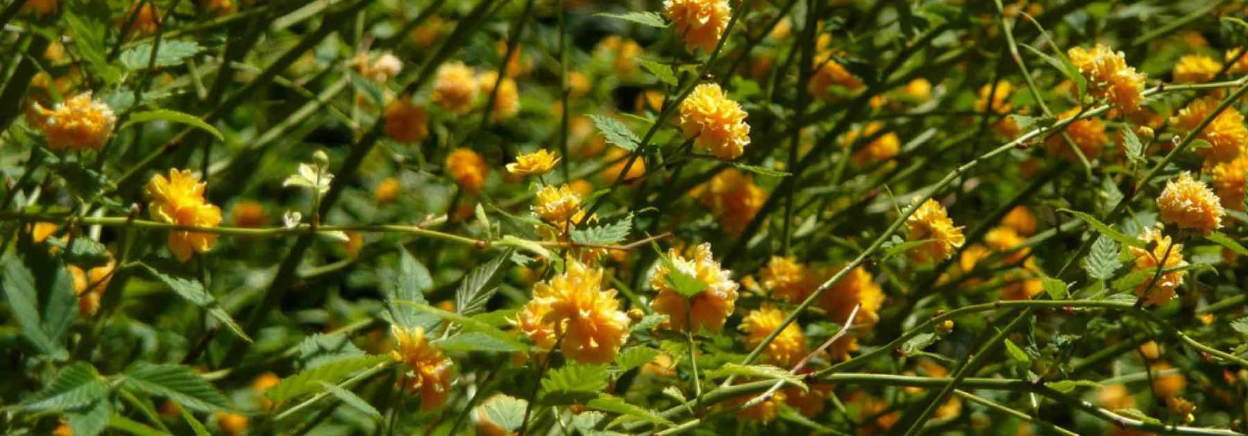 Corête du Japon, Kerria japonica : planter, tailler, entretenir