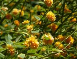 Corête du Japon, Kerria japonica : planter, tailler, entretenir