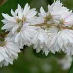 Deutzia : plantation, taille, entretien