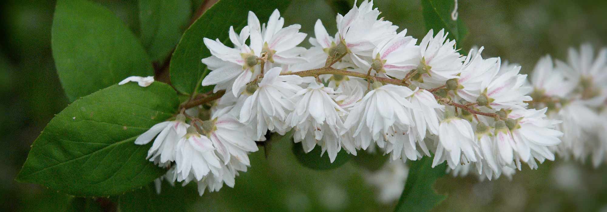 Deutzia : plantation, taille, entretien