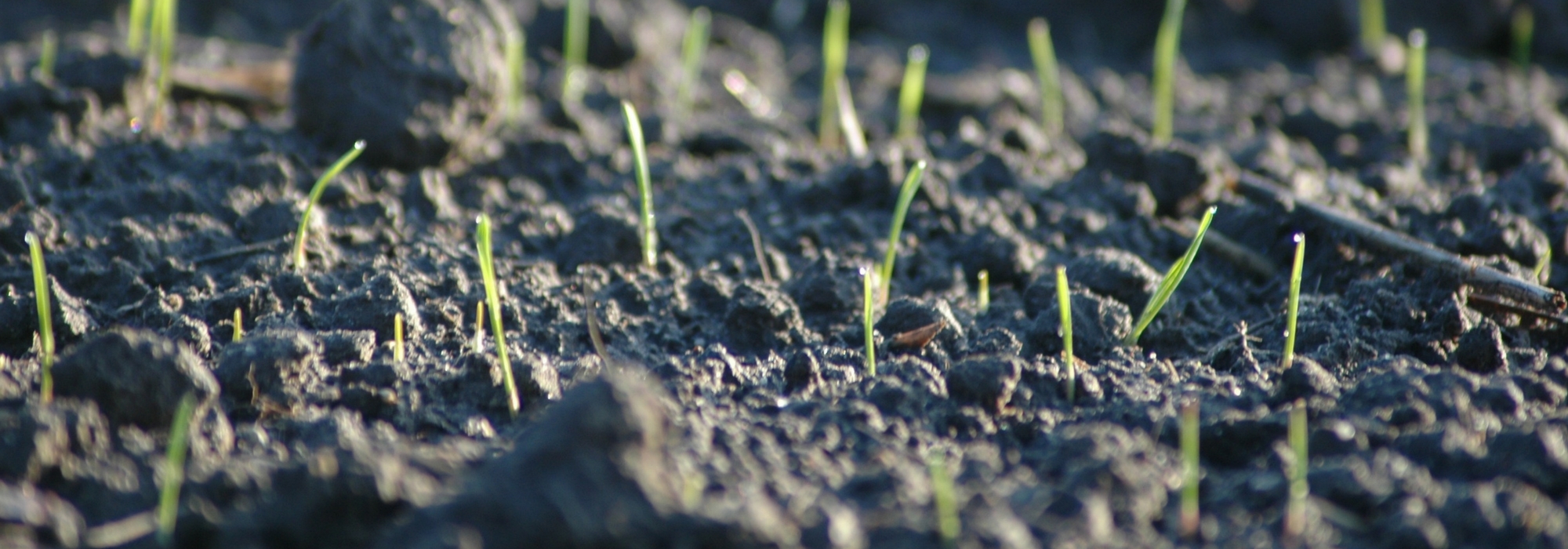 Le faux semis, une technique efficace pour réduire les "mauvaises herbes"