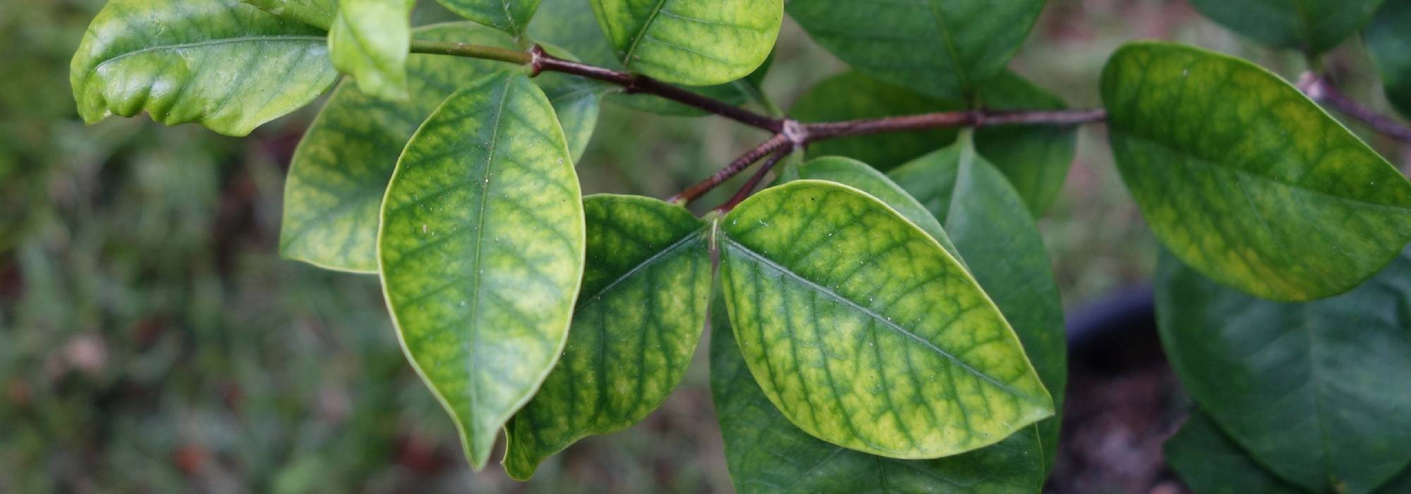 Les maladies des rosiers - Identification et traitement - Conseils