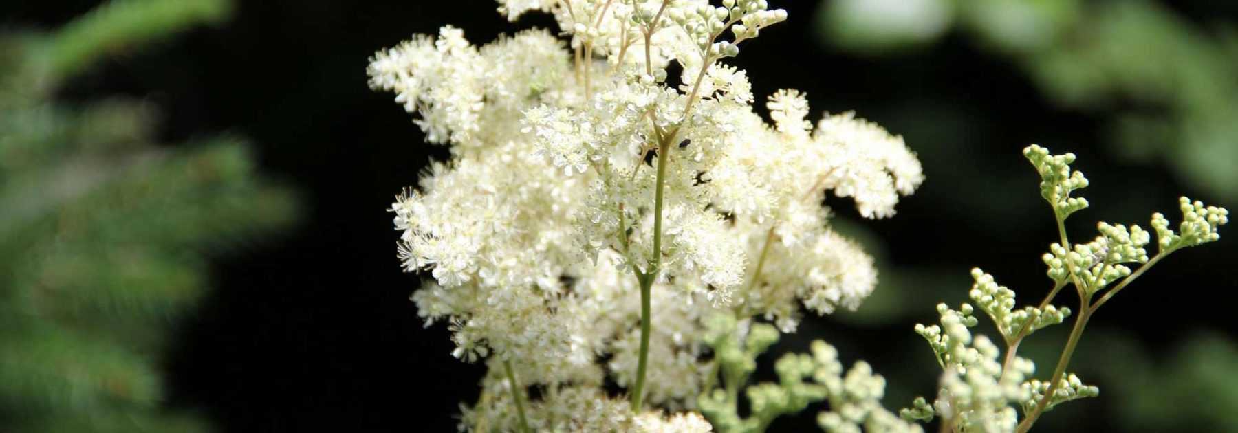 Filipendule, Reine des Prés : planter et entretenir