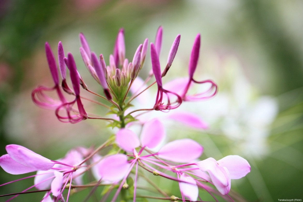 Spinnenblumenblüte