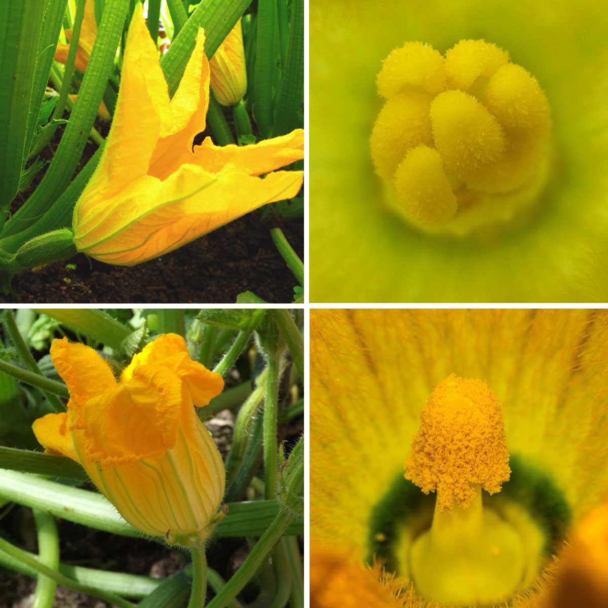 Courgettes : fleurs mâles ou femelles