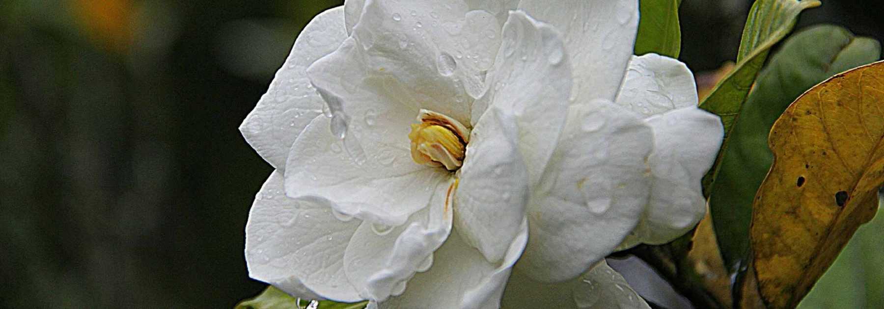 Gardénia : plantation, entretien, taille, arrosage