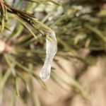 Vague de froid : 3 choses simples à faire au jardin après un gel sévère