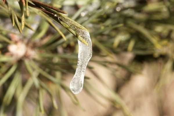 Vague de froid : 3 choses simples à faire au jardin après un gel sévère