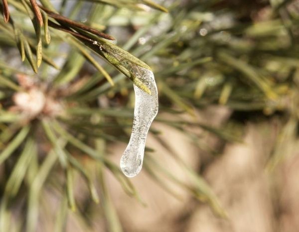 Vague de froid : 3 choses simples à faire au jardin après un gel sévère