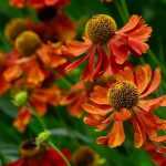 Helenium, Hélénie : plantation, culture, entretien