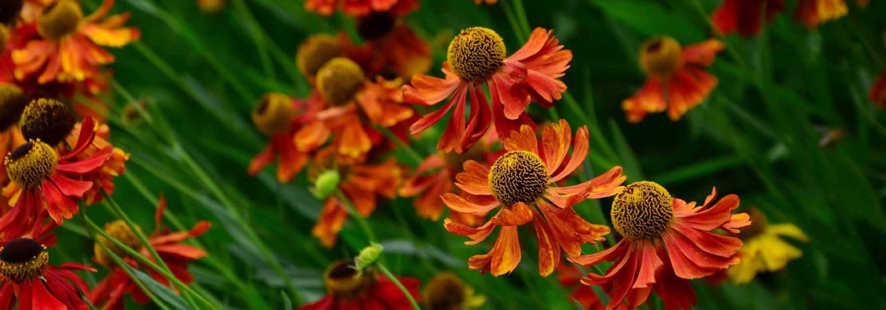 Helenium, Hélénie : plantation, culture, entretien