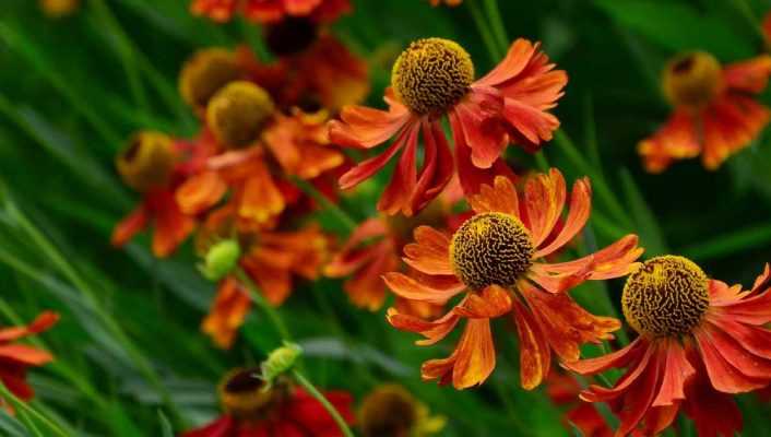 Helenium, Hélénie : plantation, culture, entretien