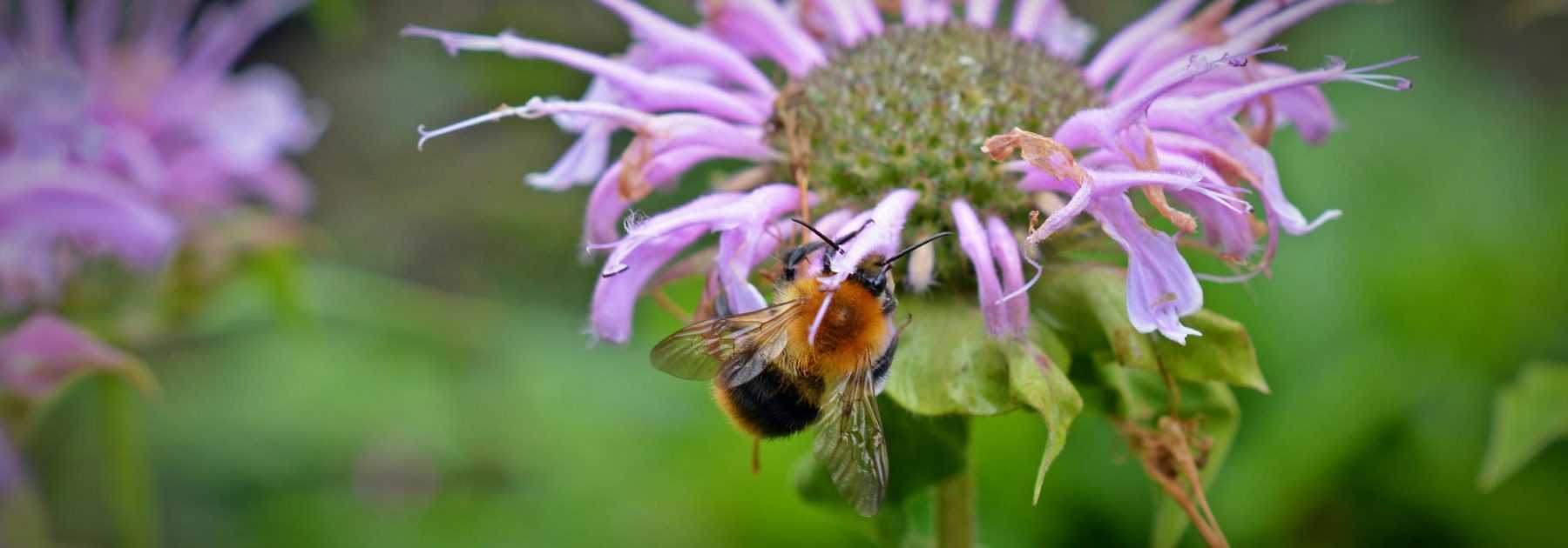 Monarde : planter, cultiver et entretenir