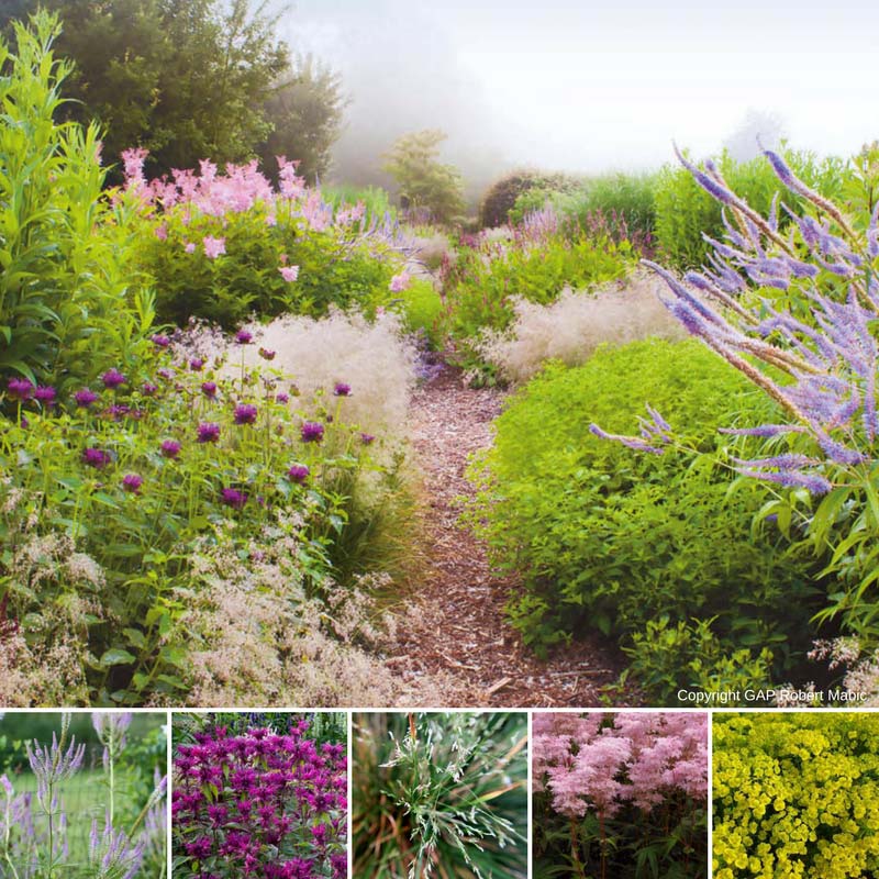 Monarde, association naturelle en jardin sauvage