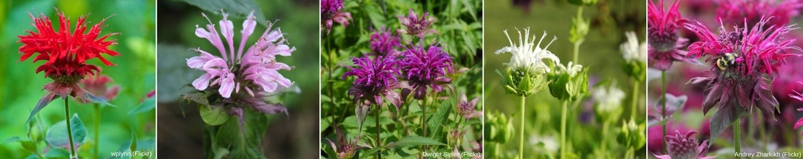 Monarde, plusieurs couleurs.