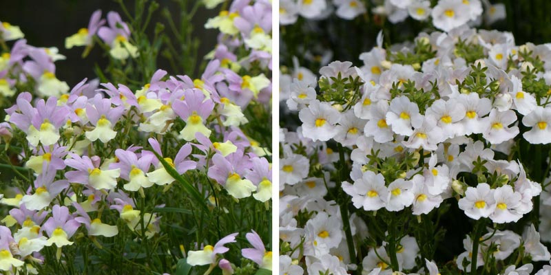 Nemesias