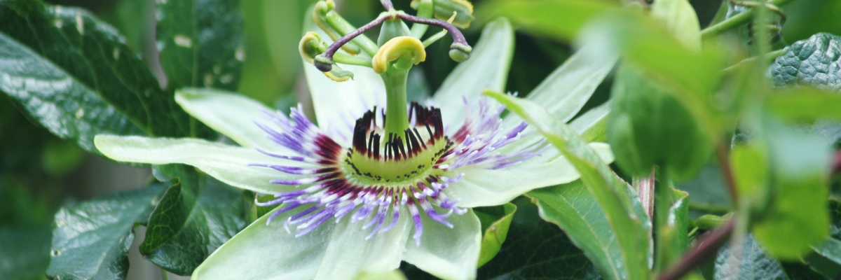 La passiflore bleue (Passiflora caerulea), grimpante un peu