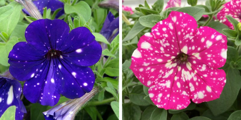 Petunias Night Sky et Baby Doll