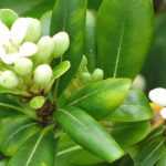 Pittosporum : planter, cultiver et tailler