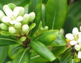 Pittosporum : planter, cultiver et tailler