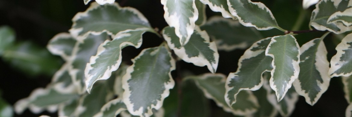 Le feuillage du Pittosporum tenuifolium Elisabeth.