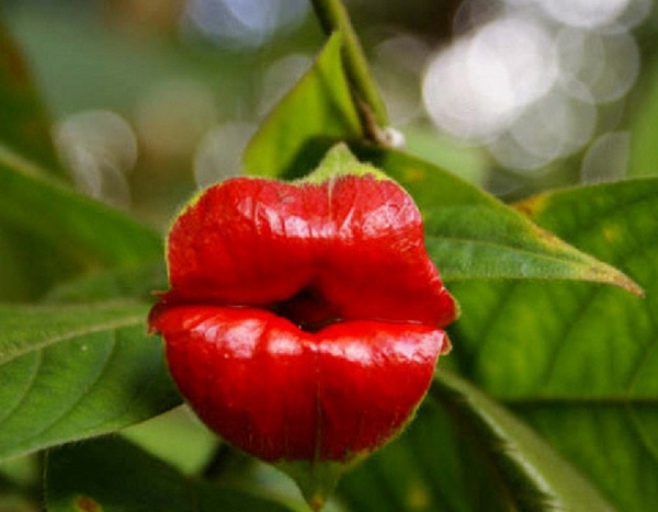 Du printemps, des magazines de jardinage et des foires aux plantes... rares !