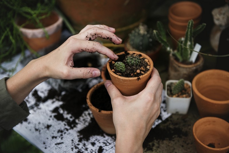 Ingrédients Pour Le Sol Des Plantes En Pot Maison Tourbe Terre Sable  Perlite Vermiculite Noix De Coco Un Mélange Pour Planter Des Plantes Dans  Un Pot