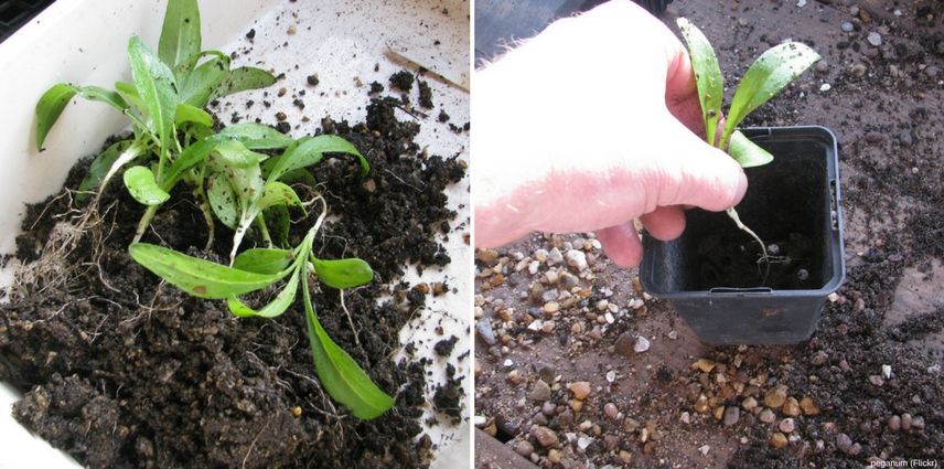 Terreau horticole ou universel : lequel choisir ?