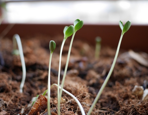 Cultiver des bulbes annuels ou vivaces, semis et germes