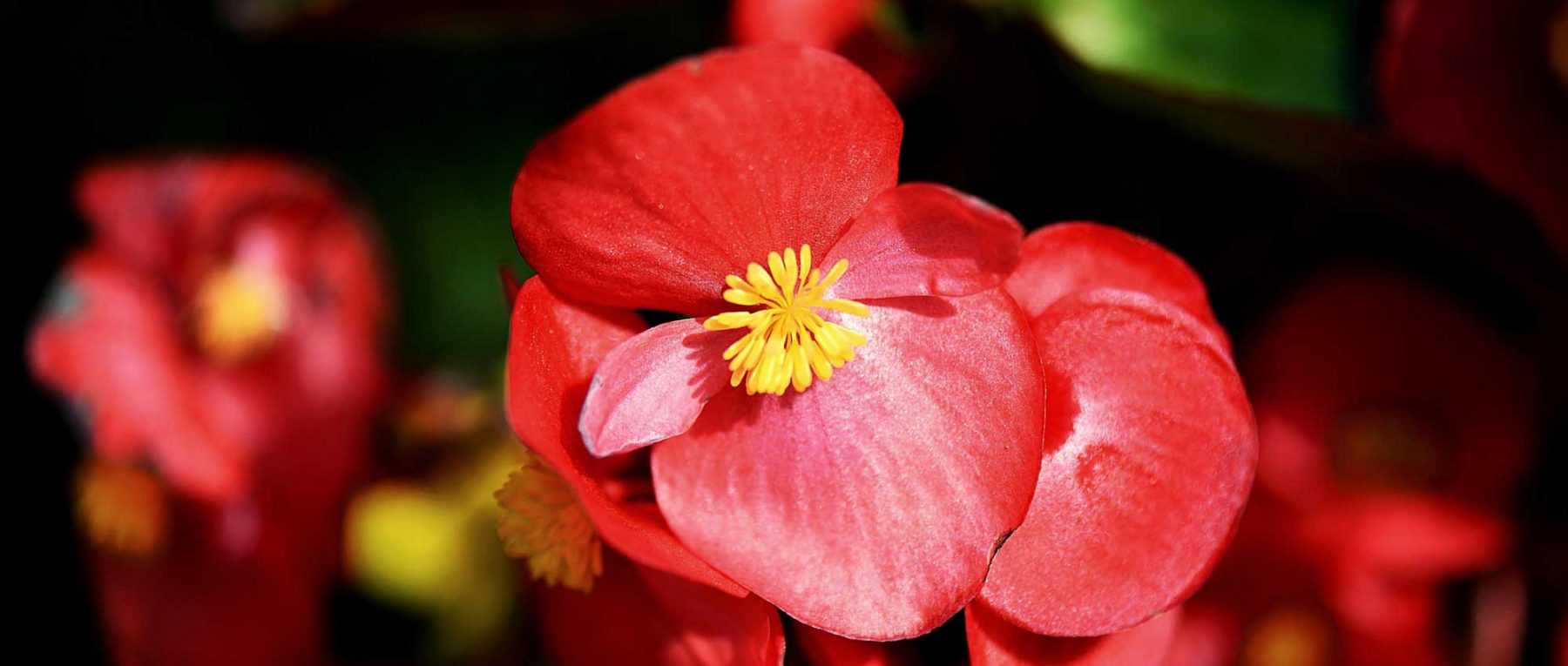 Les bégonias à massif : planter, cultiver et entretenir