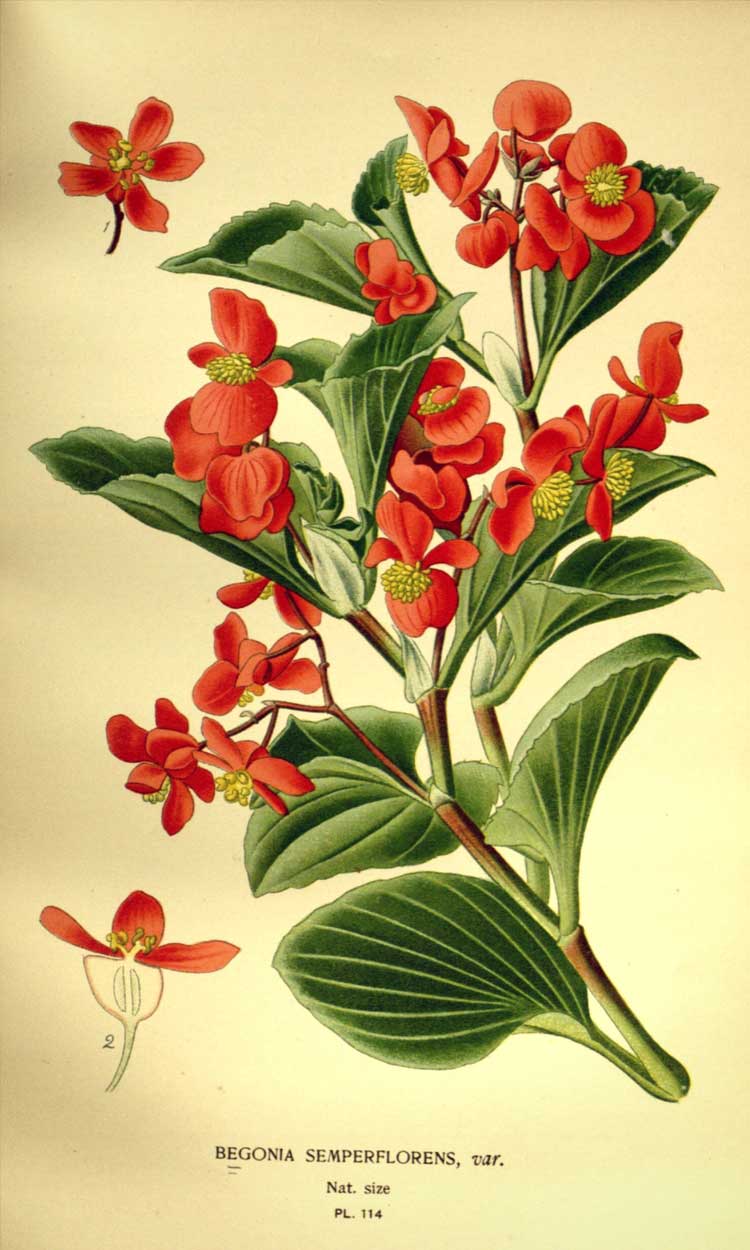 Illustration botanique - Begonia semperflorens, Bégonia à massif