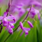 Bletilla, Orchidée jacinthe : planter, cultiver et entretenir