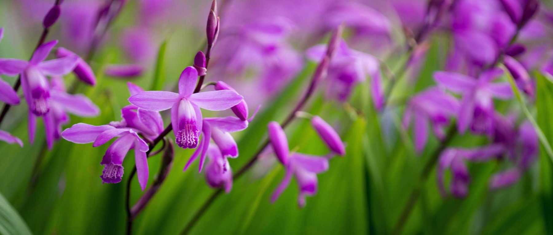 Bletilla, Orchidée jacinthe : planter, cultiver et entretenir