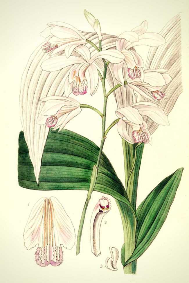 Bletilla striata plantation, culture et entretien de cette orchidée — free download